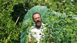 Eating the fruit of the curry leaf tree