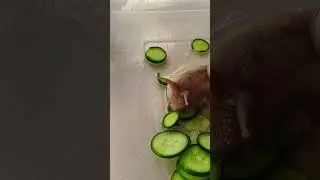 Achatina snails eat cucumber #achatina #snails #eat #cucumber