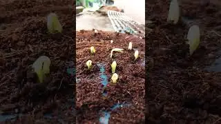 Zucchini F1 hybrid seed long pumpkin