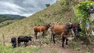 Las futuras madres para este 2026🐄😍
