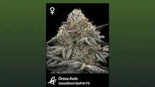 Oreoz Auto - Greenpoint Seeds