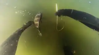 360 Kurl Polespears manatee river