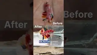 Perubahan Warna Ikan Cupang Jenis Multicolor Setelah Dirawat 2 Minggu di Ember !!