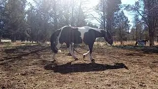Revere working on natural collection, head low, walk trot.