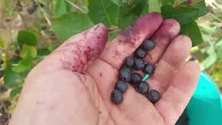 Aronia Chokberry Picking/ Fekete Berkenye szed&egrave;s #aronia #nature