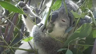 Tips to make your backyard koala safe