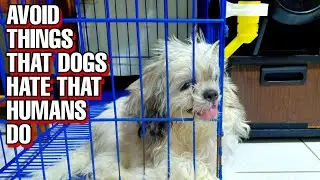 AVOID THINGS THAT DOGS HATE THAT HUMANS DO (BEWARE) || SAVE LIFE VLOG