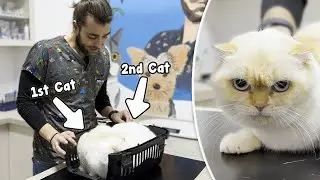 САМЫЕ СПОКОЙНЫЕ КОШКИ! (Мать и дочь вместе!)