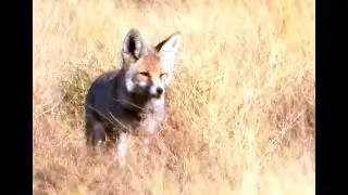 Desert Fox Activity At Night | White-footed Fox | Small Asiatic Subspecies Of Red Fox