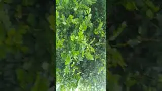 el poderoso mirto.