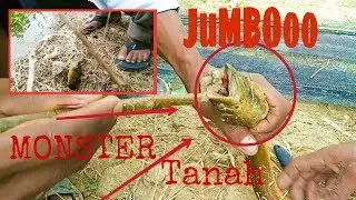 Sambaran Belut Babon