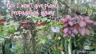2 Ways to Propagate Hanging Plants Without Killing Them / No, Water Propagation Isn't Included