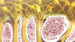 Olfaction and How Smelling Works | Visible Body