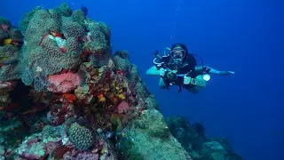 Fernando de Noronha SCUBADIVE 4K | Brasil, PE.