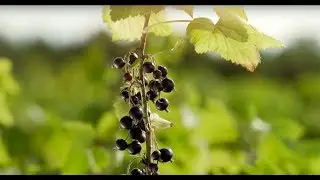 La grosella negra, el sabor de la confianza