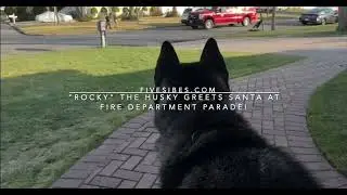 Rocky the Husky Greets Santa Fire Dept. Parade!