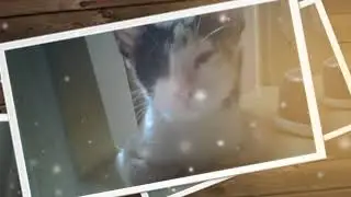 My Pururut Cats