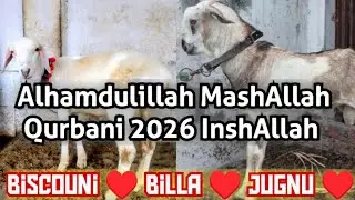 Goat Farming | Daily Routine | Tips & Tricks for Healthy Goats | My Beloved Biscouni | Amir Asif