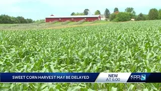 Are you ready for some Iowa sweet corn? It might come a little later this year