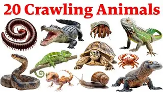 20 Crawling Animals Name for Kids | Learn Crawling Animals in English with Picture and Sounds 