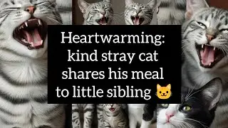 Heartwarming: kind stray cat shares his meal to little sibling 🐱
