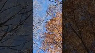 #ambience#ambient #ambientsounds #ambientecalmo #ambiencewalk4k #ambienceasmr #ambiencesounds