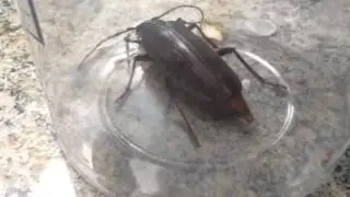 Palo Verde Beetle Ovipositor