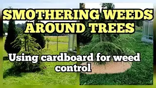 HOW TO SMOTHER WEEDS around trees with cardboard and newspapers.#grasssmothering#cardboardproject #