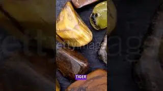 Elephant and Tiger Chat: A Jungle Talk