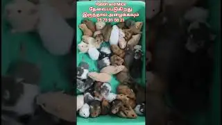 hamster farm #viral #petshub #pet#pets #love #world #shorts #short #motivation #inspection #trending