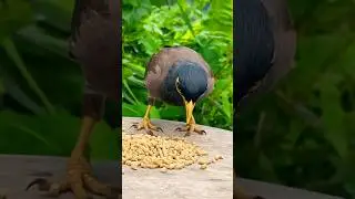 Birds For Cats 🐱 CAT TV Birds Crimping #cattv #backyard #wildlife #birdfeeder #birds