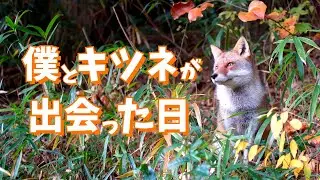 キツネと友達〜僕とキツネが出会った始まりの物語〜