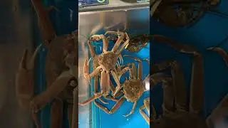 Crabs on top of each other. Interesting long legs #shorts