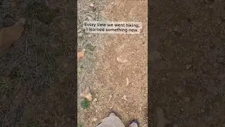 Interesting fact about wombats. 🤓🤯