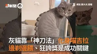 灰貓靠「神刀法」化身喵吉拉　 邊剃邊餵、狂誇獎是成功關鍵│寵物│貓咪｜猫｜ねこ│Pet│Cat│Kitten
