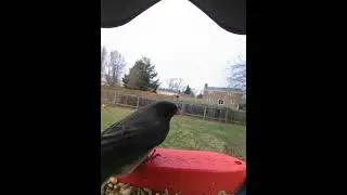 #ohio #birds #birdfeeding #birdfeeder #birdfood #wildlife #nature #naturelovers #birdwatching