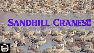 Critter ED TV Sandhill Cranes! Tens of thousands flock to Arizona for the winter!