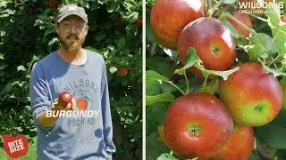 Burgundy Apples | Bite Size