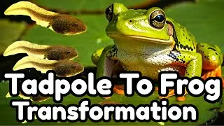 The AMAZING Journey From Tadpole to Frog in Nature