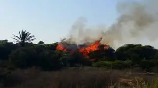 Incendio en la pinada de Guardamar del Segura