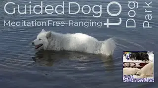 Guided Dog Meditation - FreeRanging to Dog Park!