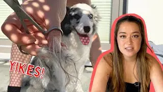 How to REMOVE Matting In Dog&rsquo;s Fur AT HOME! (Easy & Painless)