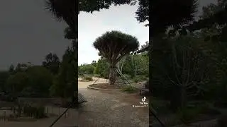 Dragon tree Драконовое дерево