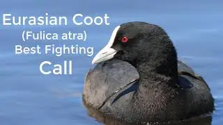 Eurasian Coot (Fulica atra) Best Fight Call