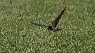 Barn Swallows - Filmstrip - National Cemetery, Lake Worth, FL