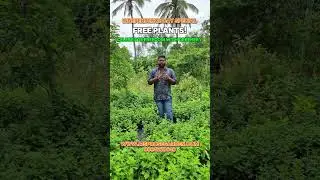 Get your free plant on Independence Day! 🌱 #freeplant #IndependenceDay #trendy #viral