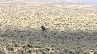 Desatoya Foal Untied and Standing (Aug. 16, 2012)