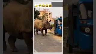 cute animals funny video trending shorts 😍 #cuteanimalsfunnyvideos​ #funnycomedyshorts #funny