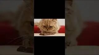 Don&rsquo;t Lick The Chocolate.