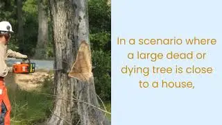 Is it Unsafe to Have Large Trees Near My House?